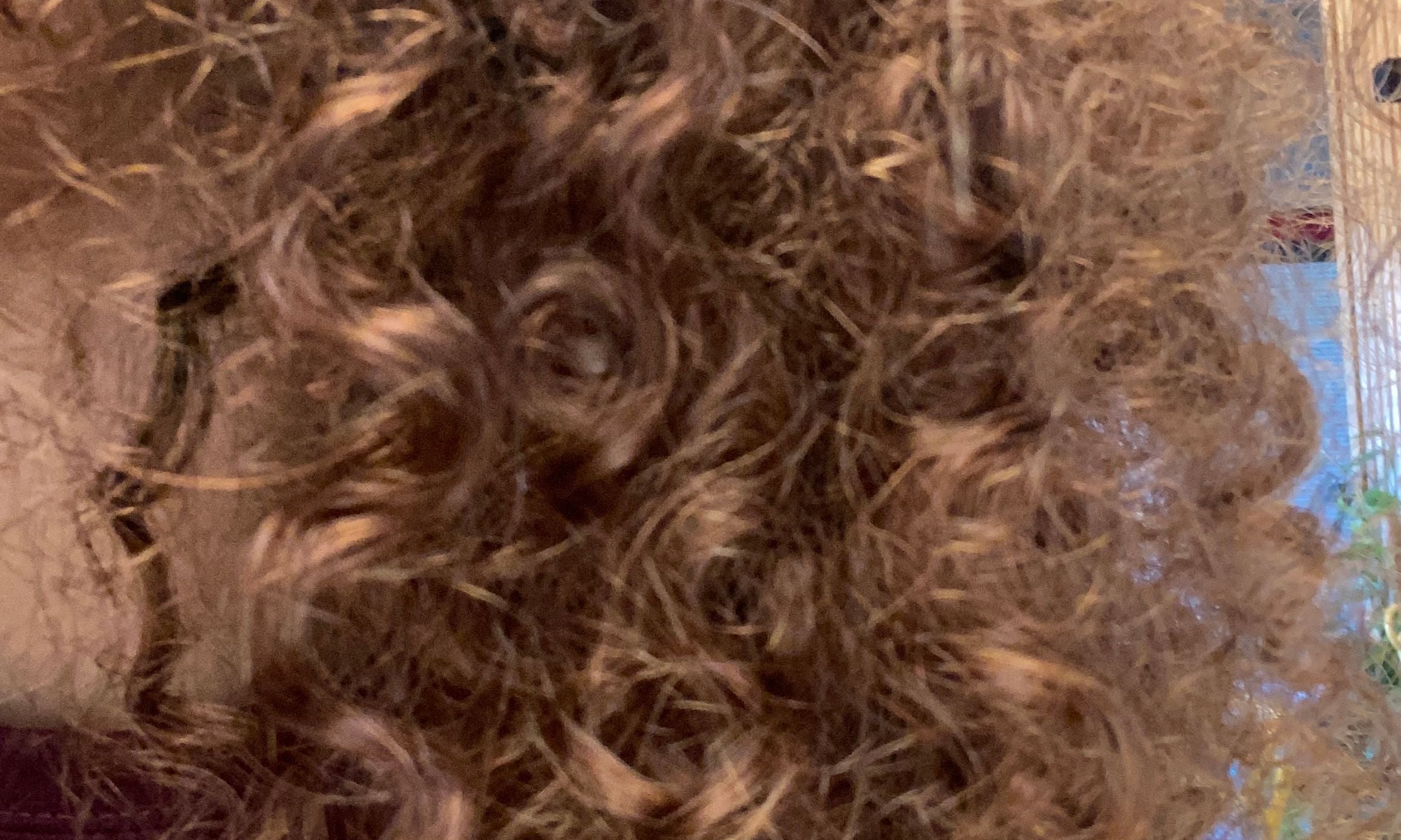 Focus sur la texture bouclée des cheveux de Malice